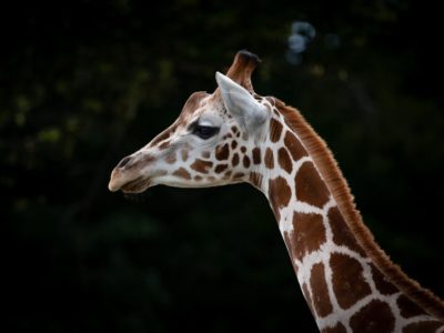 Théorie de l’évolution : Démystification du Mythe de la Girafe